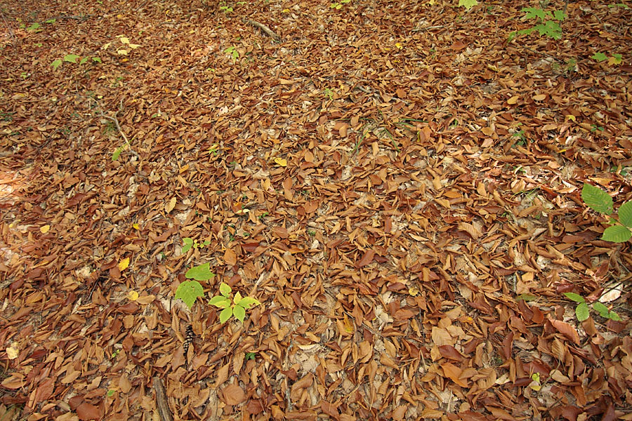 beech leaves