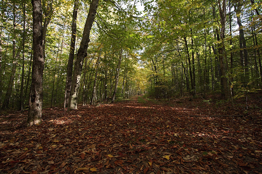 along R1 in the Petawawa Research Forest