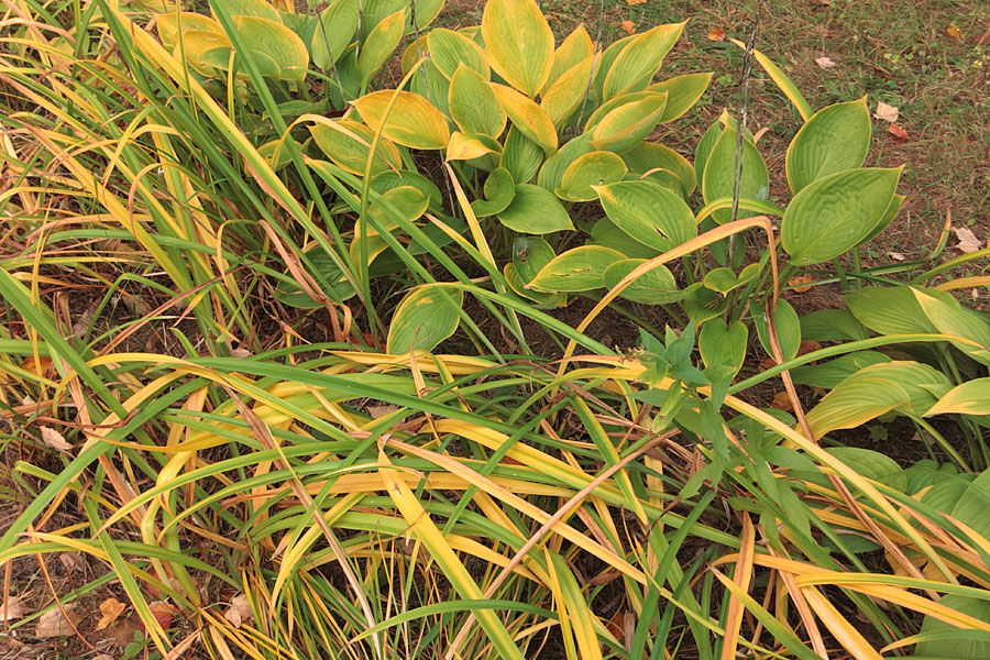 Yellowing hosta and day lily leaves