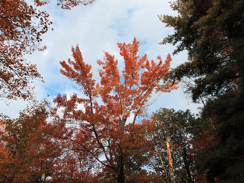 red maple in fall colours