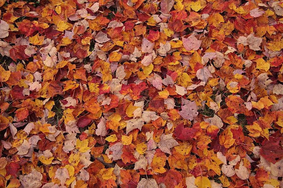 carpet of fallen maple leaves