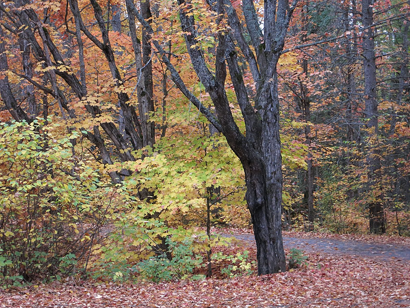fall colours in Algonquin Park