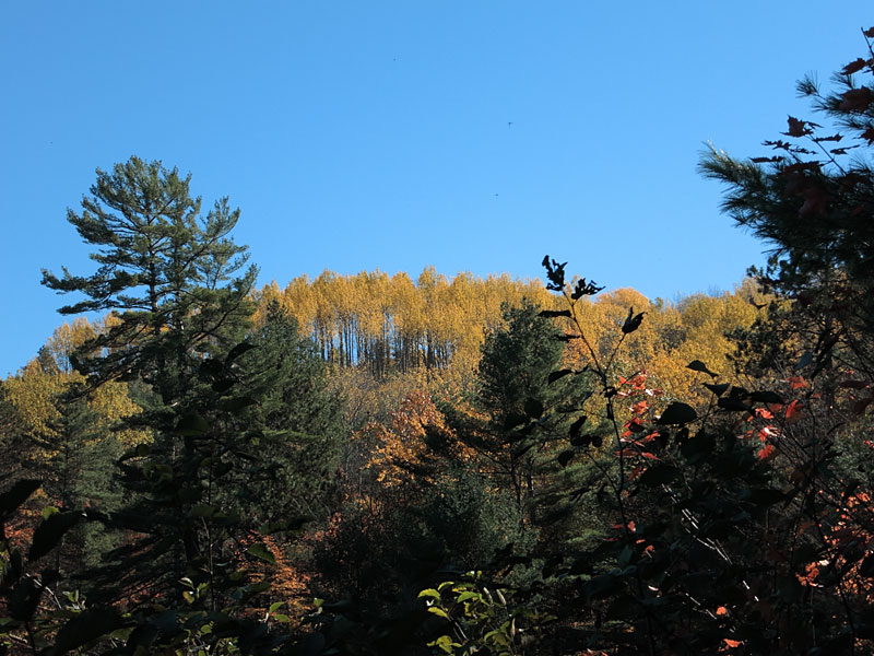fall colours on Grand Lake in Algonquin Park