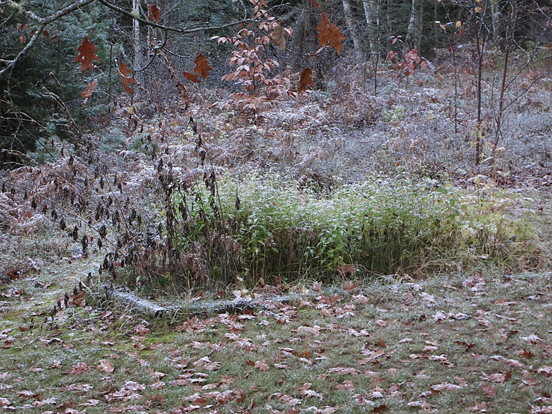wild garden in fall