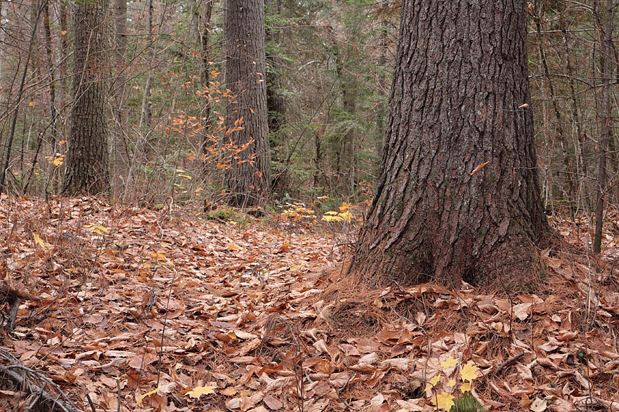 white pine and leaf covered forest floor
