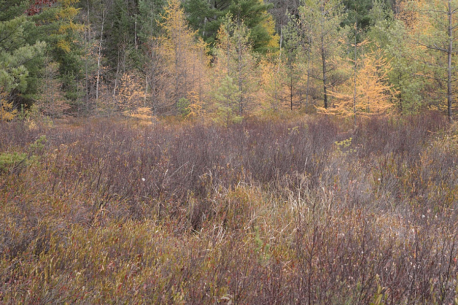 At Maunsell Lake in the Petawawa Research Forest