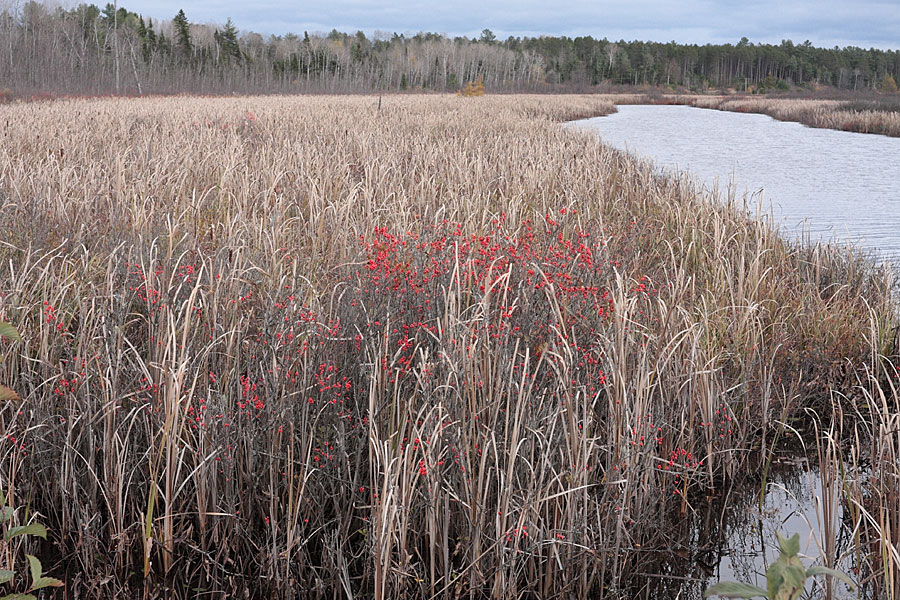 winterberry along the Chalk River at the Corry Lake bridge