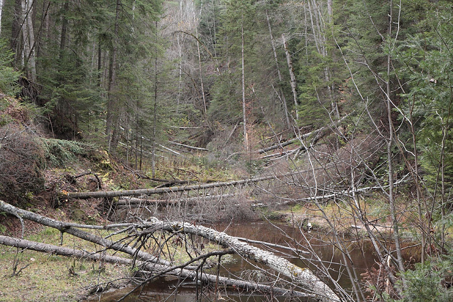 McConnell Creek bottom