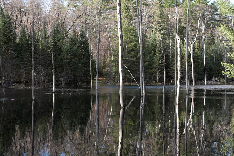 Beaver pond on the HSA ski trail in the Petawawa Research Forest