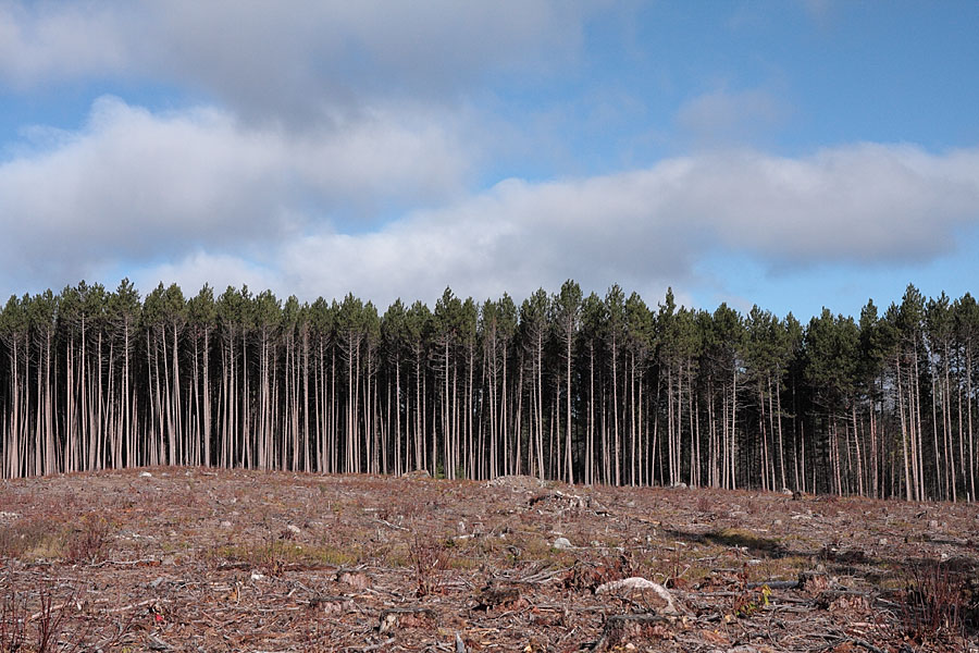 the edge of a clear cut in the Petawawa Research Forest