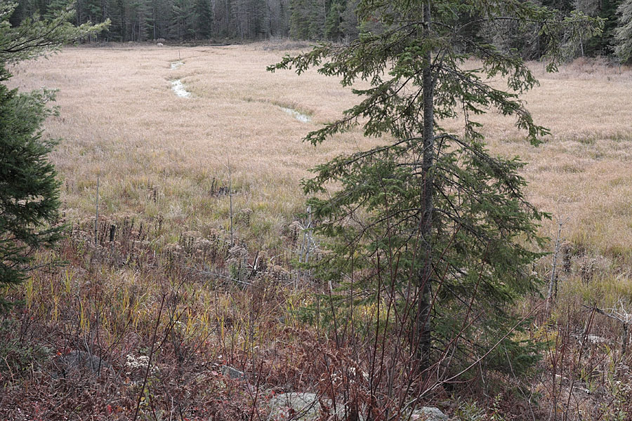 beaver meadow along the HSA ski traIL in the Petawawa Research Forest
