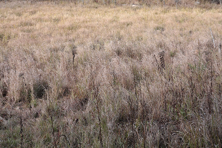 dead grass at the beaver meadow along the HSA ski traIL in the Petawawa Research Forest