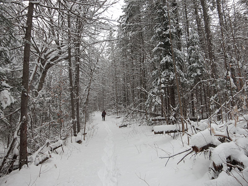 Snowshoeing in the Petawawa Research Forest
