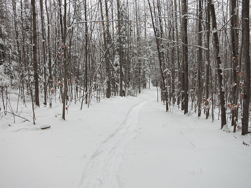 along the HSA trail in the Petawawa Research Forest