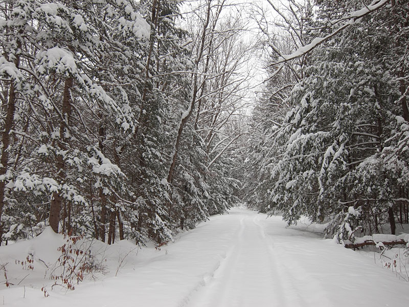 along R5 in the Petawawa Research Forest