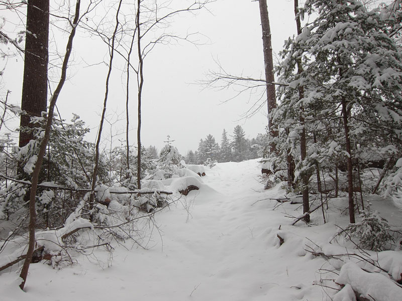 approaching clear cut on the HSA trail in the Petawawa Research Forest