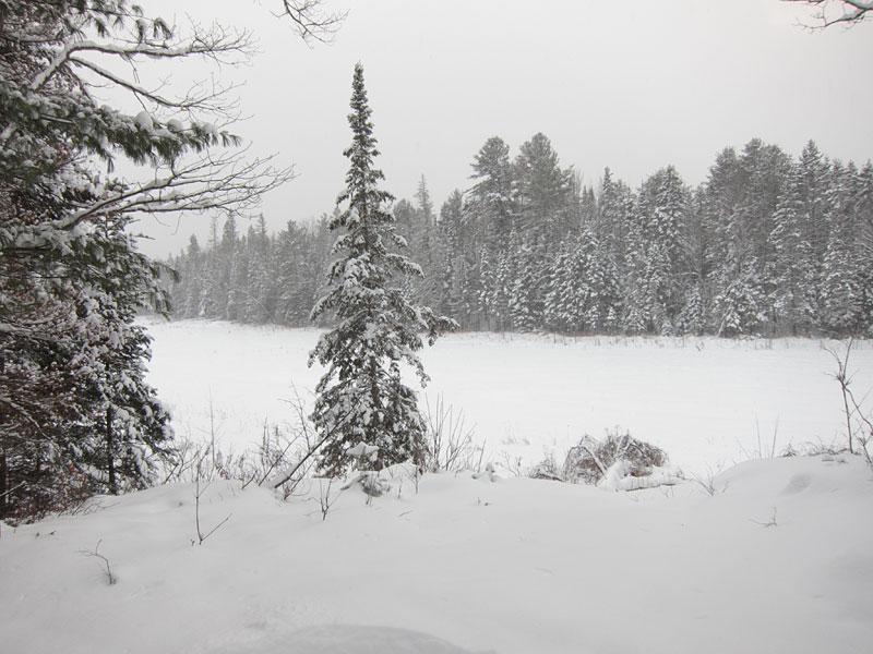 Beaver meadow on the HSA trail in the Petawawa Research Forest