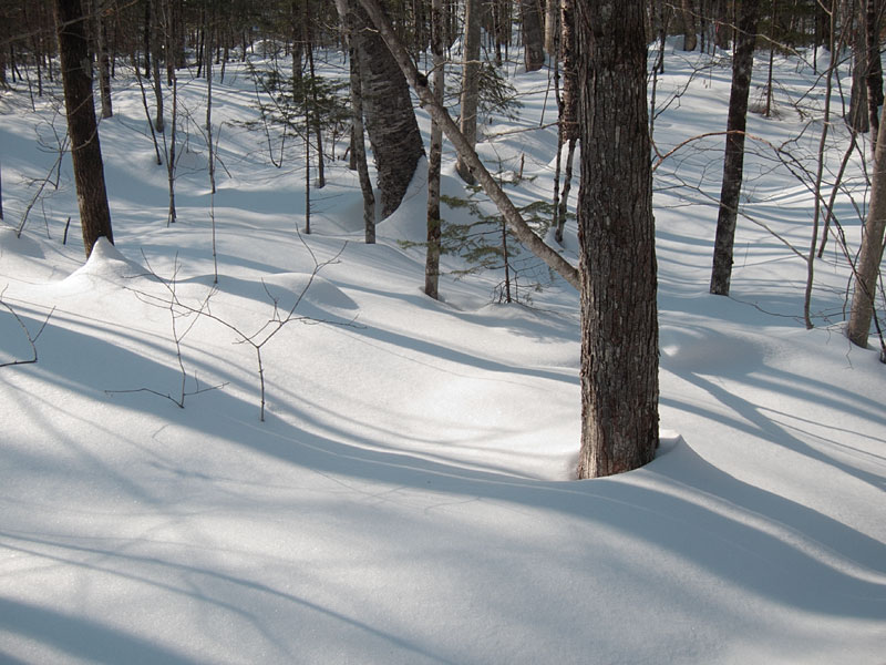 snow shadows in the Petawawa Research Forest