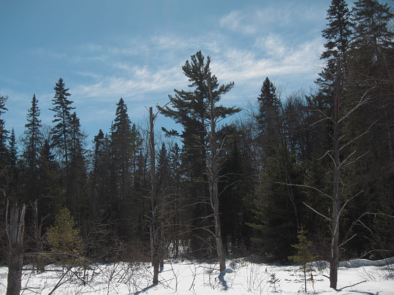 white pines in the Petawawa Research Forest