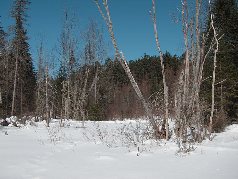 along Maunsell Creek in the Petawawa Research Forest