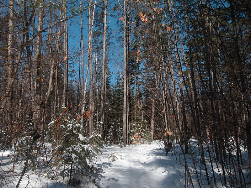 HSA trail in the Petawawa Research Forest