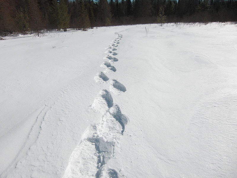 snowshoe tracks along the shore of Maunsell Lake in the Petawawa Research Forest