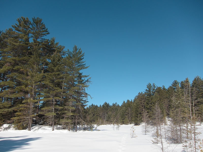 Maunsell Lake in the Petawawa Research Forest