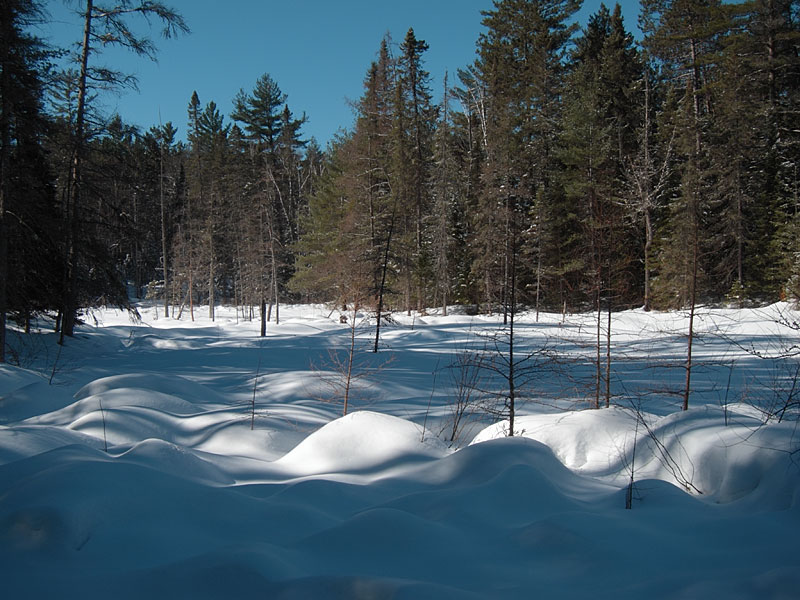 Maunsell Creek in the Petawawa Research Forest