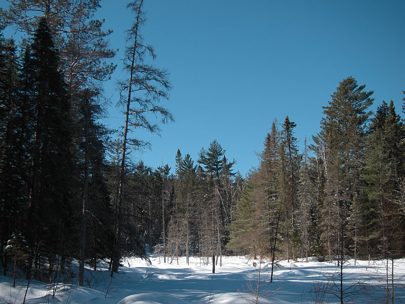 along Maunsell Creek in the Petawawa Research Forest