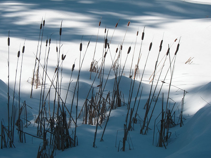cattails along Maunsell Creek in the Petawawa Research Forest