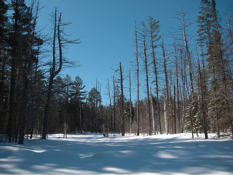 along Maunsell Creek in the Petawawa Research Forest