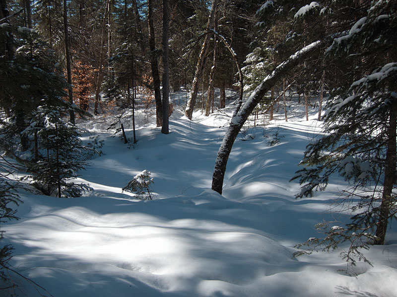 along Maunsell Creek in the Petawawa Research Forest