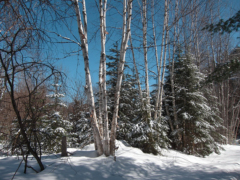 along Woermke Road in the Petawawa Research Forest