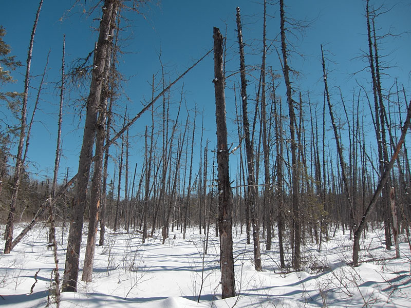 along the HSA trail in the Petawawa Research Forest