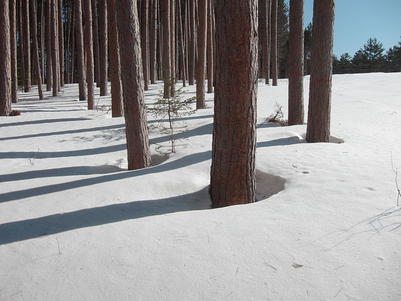 by the edge of a pine plantation in the Petawawa Research Forest