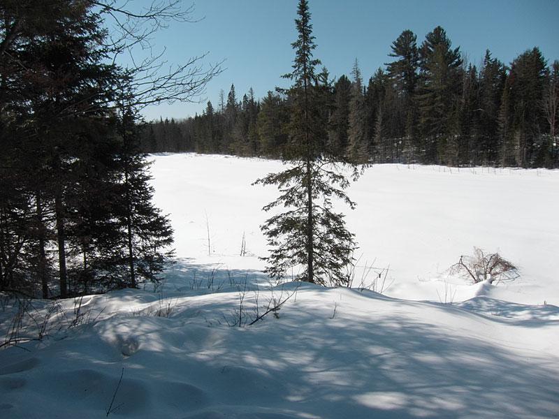 beaver meadow in the Petawawa Research Forest