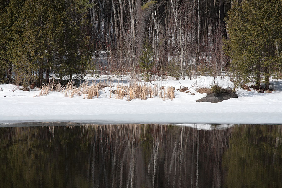 along the Snake River in the Shaw Woods in early spring