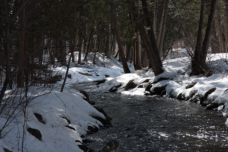 along the Snake River in the Shaw Woods in early spring