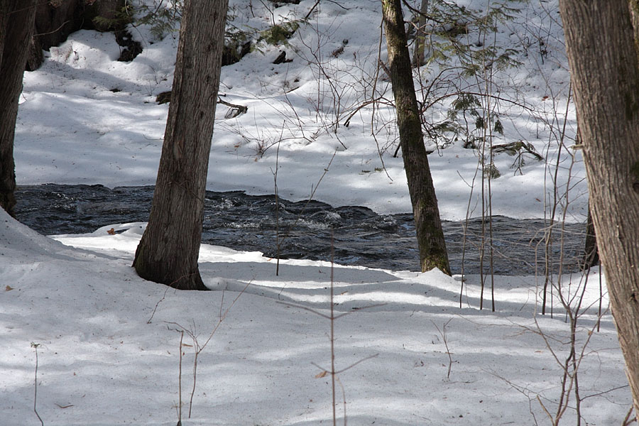 along the Snake River in the Shaw Woods in early spring