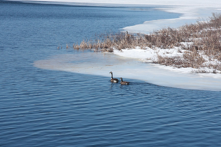 geese at the Corry Lake Bridge on the Chalk River at ice out