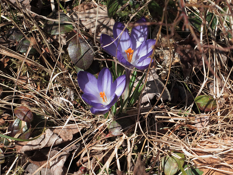 naturalized Crocuses