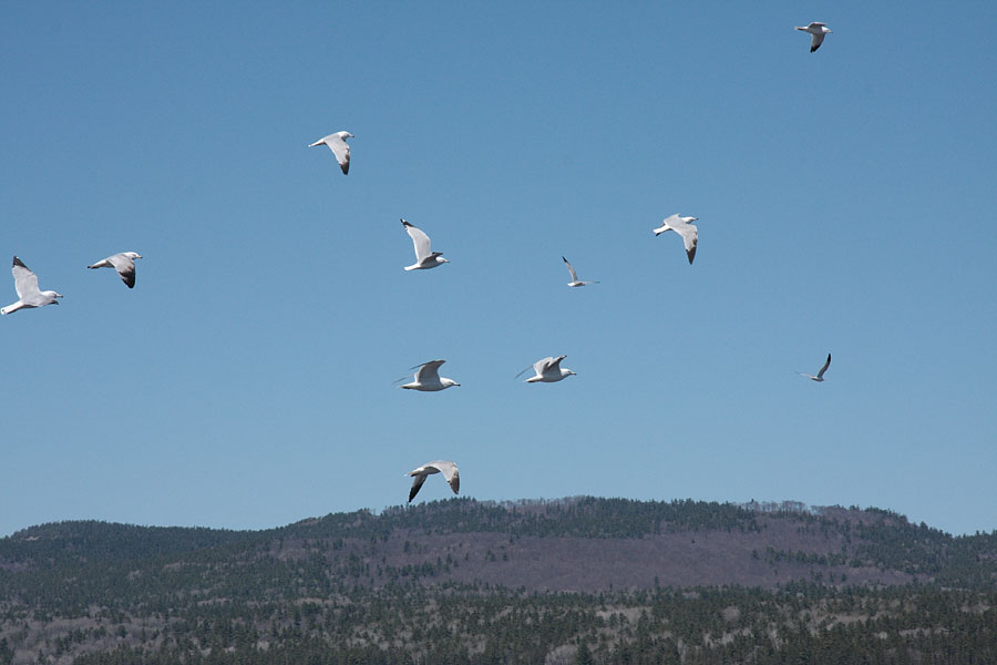 Ringbilled gulls in flight