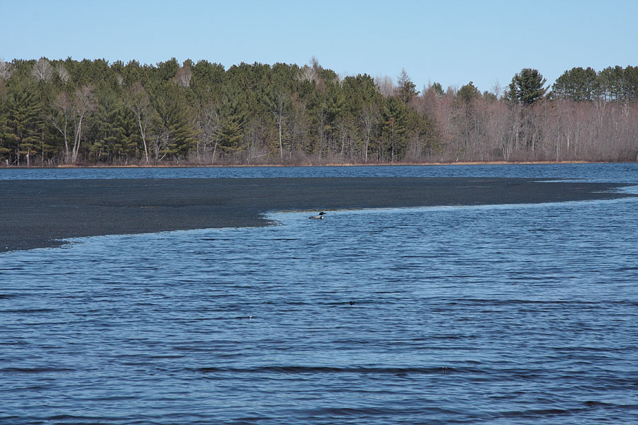loon at Corry Lake at ice out