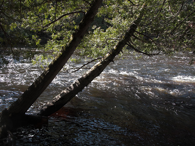 Barron River in Algonquin Park