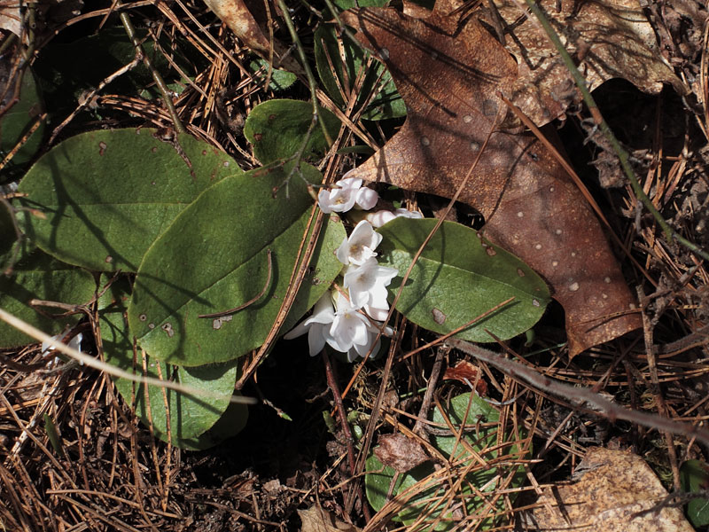 Early spring along the Eastern Pines Hiking Trail in eastern Algonquin Park in the vicinity of the lookout  Epigaea repens Trailing Arbutus