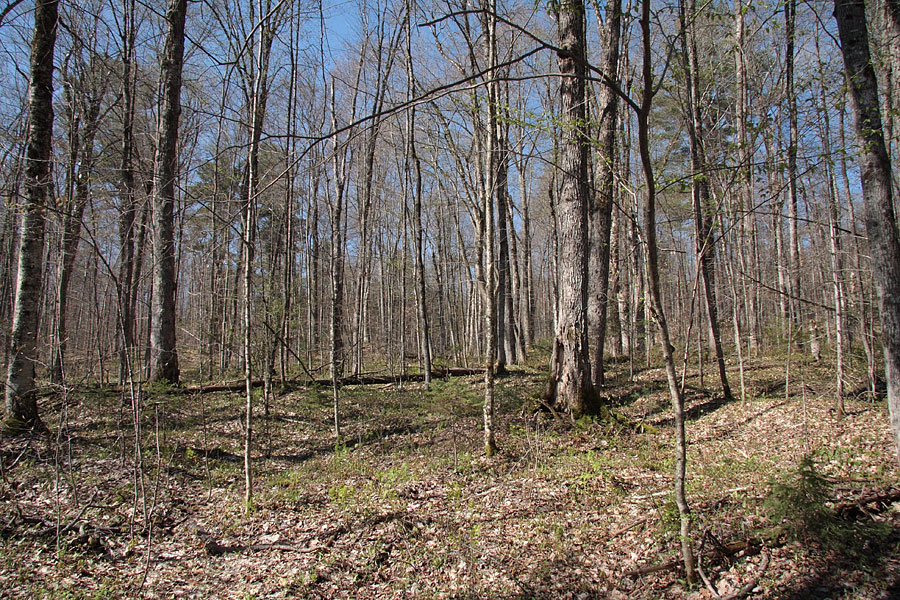 Beech Forest early spring Petawawa Research Forest