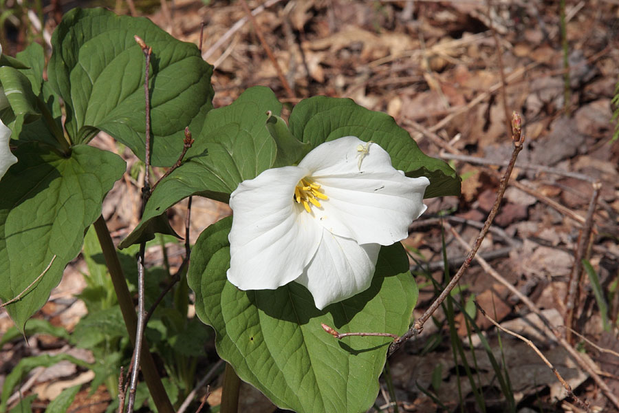 Trillium grandiflorum Largeflower Trillium White Trillium in the Petawawa Research Forest