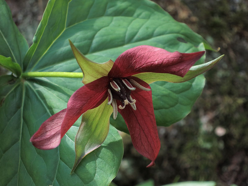Trillium erectum Illscent Trillium Red Trillium Wakerobin in the Petawawa Research Forest
