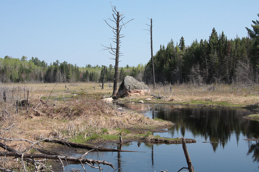 drained beaver pond in the Petawawa Research Forest