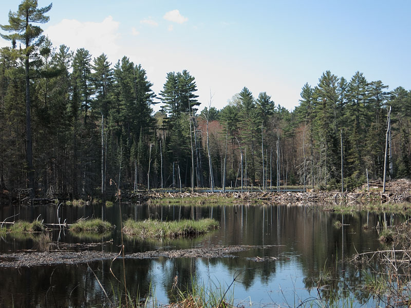 beaver dam in the Petawawa Research Forest